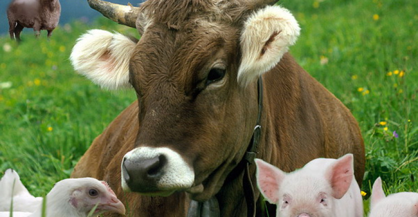 О поголовье скота и птицы, производстве молока  в хозяйствах всех категорий  Вологодской области (январь-август 2020 года)